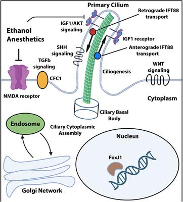 The role of primary cilia in congenital heart defect-associated neurological impairments